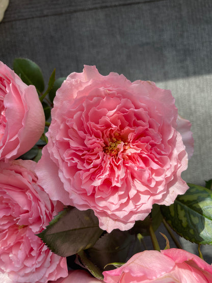 Rose 'Pamela' 粉梅拉