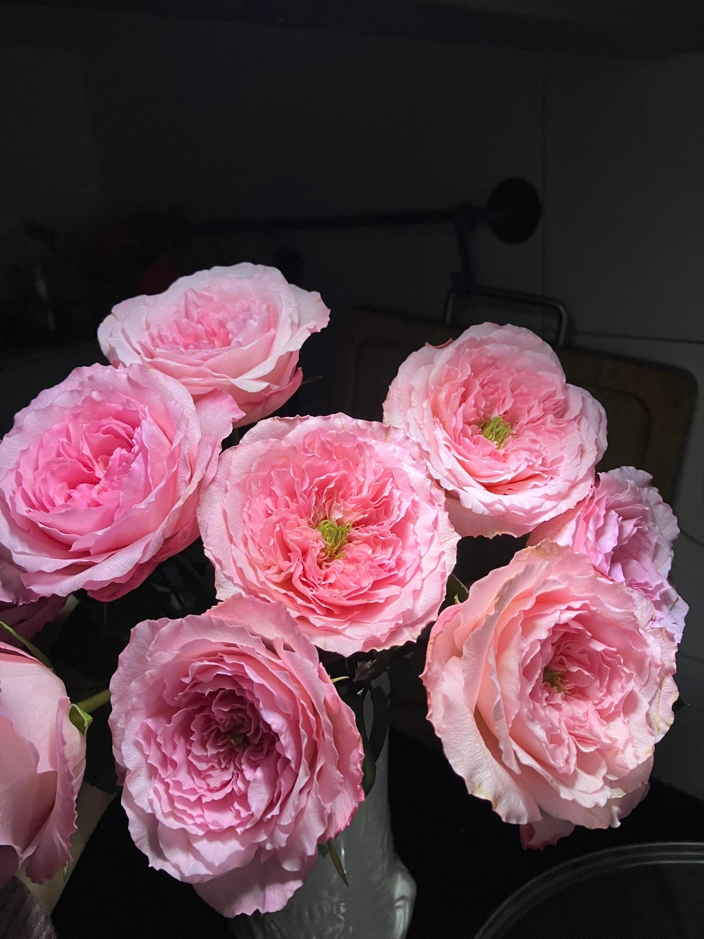 Rose 'Pamela' 粉梅拉