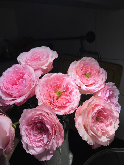Rose 'Pamela' 粉梅拉