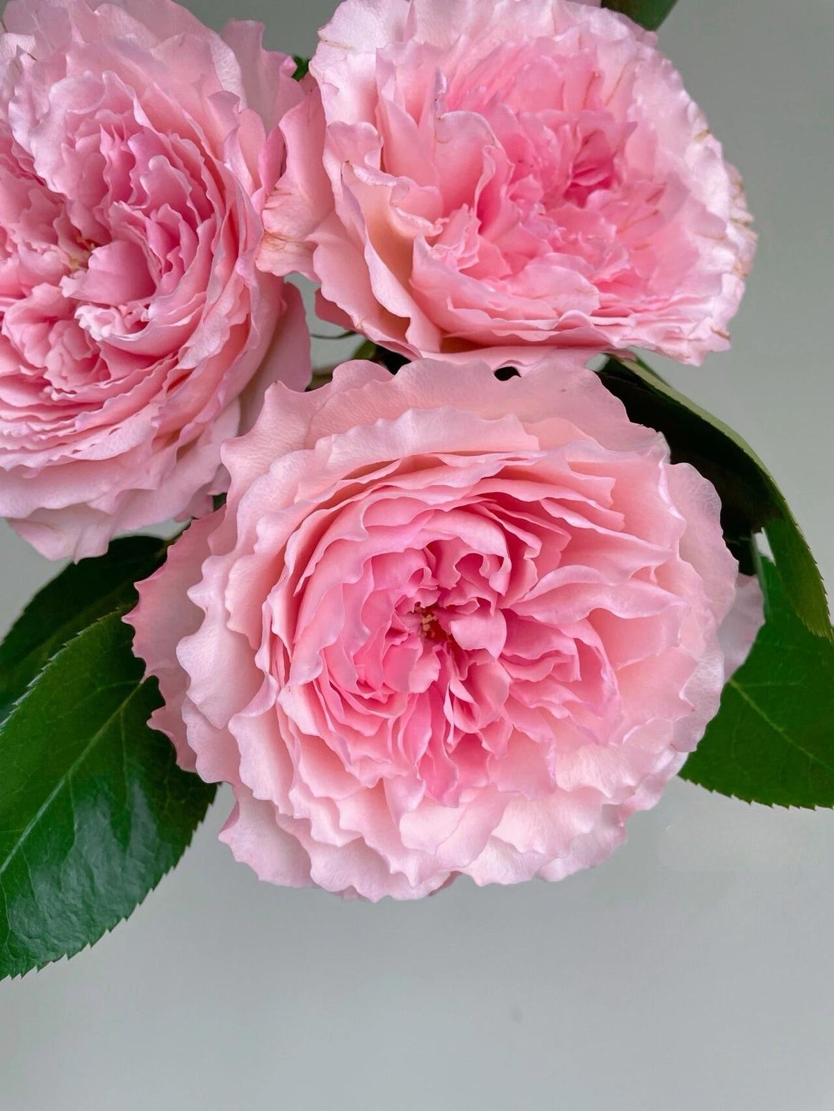 Rose 'Pamela' 粉梅拉