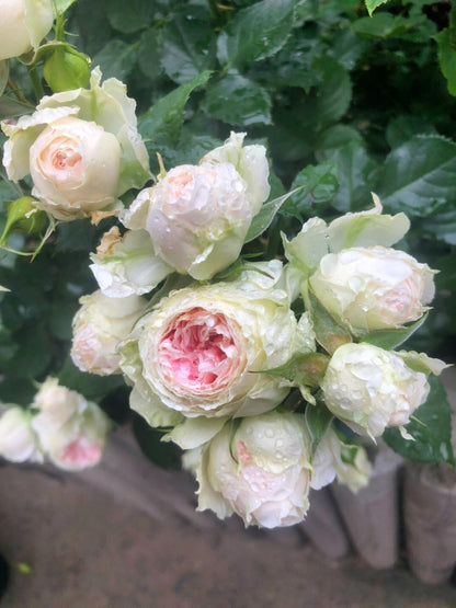 Rose ’Pompon Veranda’ 门廊绒球