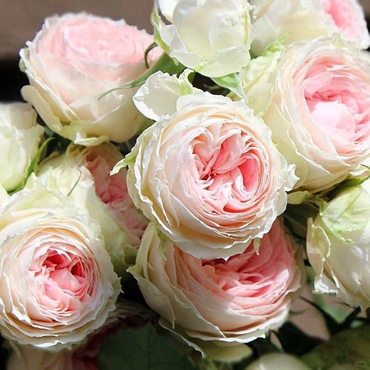 Rose ’Pompon Veranda’ 门廊绒球