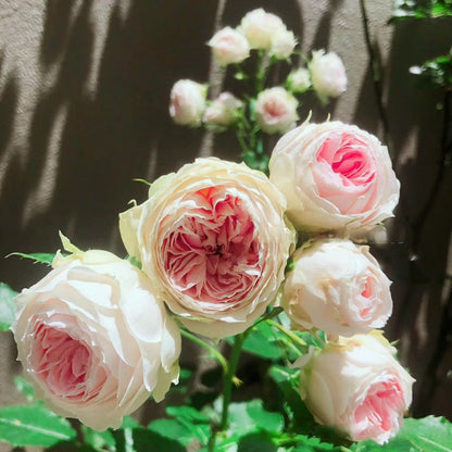 Rose  ‘Pompon Veranda / Pompon Flower Circus/  门廊绒球 ’