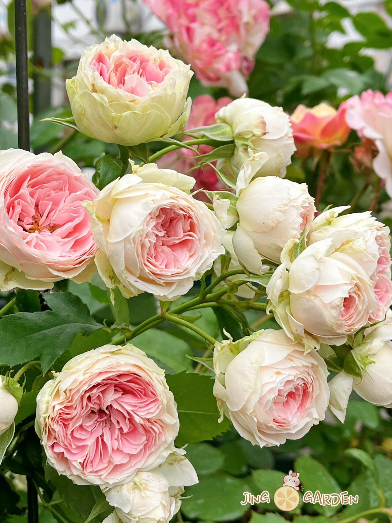 Rose  ‘Pompon Veranda / Pompon Flower Circus/  门廊绒球 ’