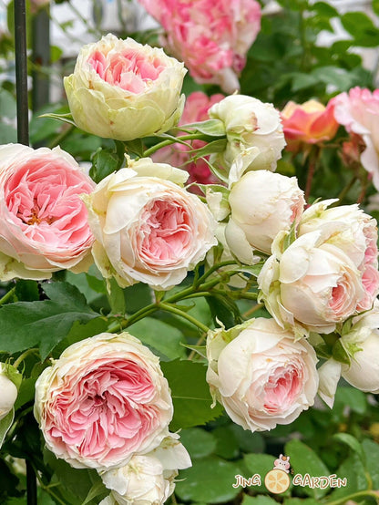 Rose  ‘Pompon Veranda / Pompon Flower Circus/  门廊绒球 ’