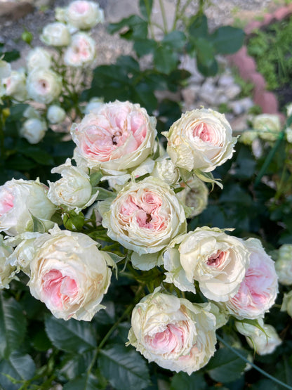 Rose  ‘Pompon Veranda / Pompon Flower Circus/  门廊绒球 ’