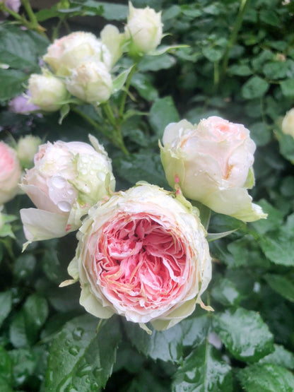 Rose  ‘Pompon Veranda / Pompon Flower Circus/  门廊绒球 ’