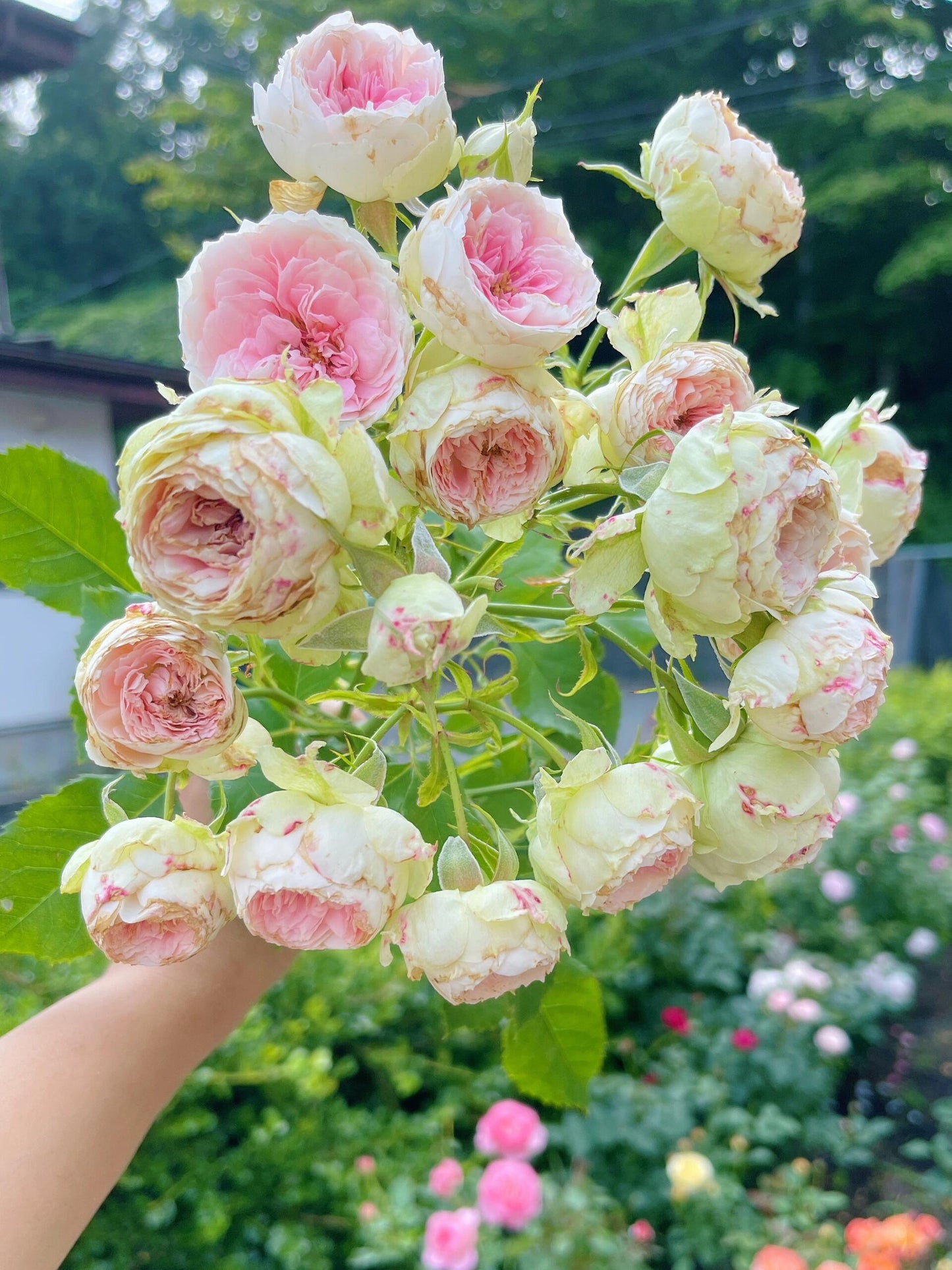 Rose  ‘Pompon Veranda / Pompon Flower Circus/  门廊绒球 ’