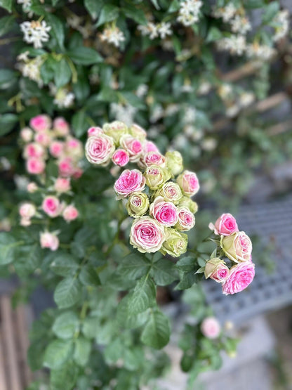 Rose  ‘Pompon Veranda / Pompon Flower Circus/  门廊绒球 ’