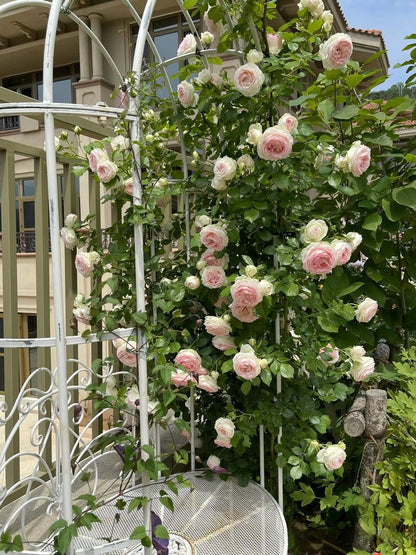 Rose  ‘Pompon Veranda / Pompon Flower Circus/  门廊绒球 ’