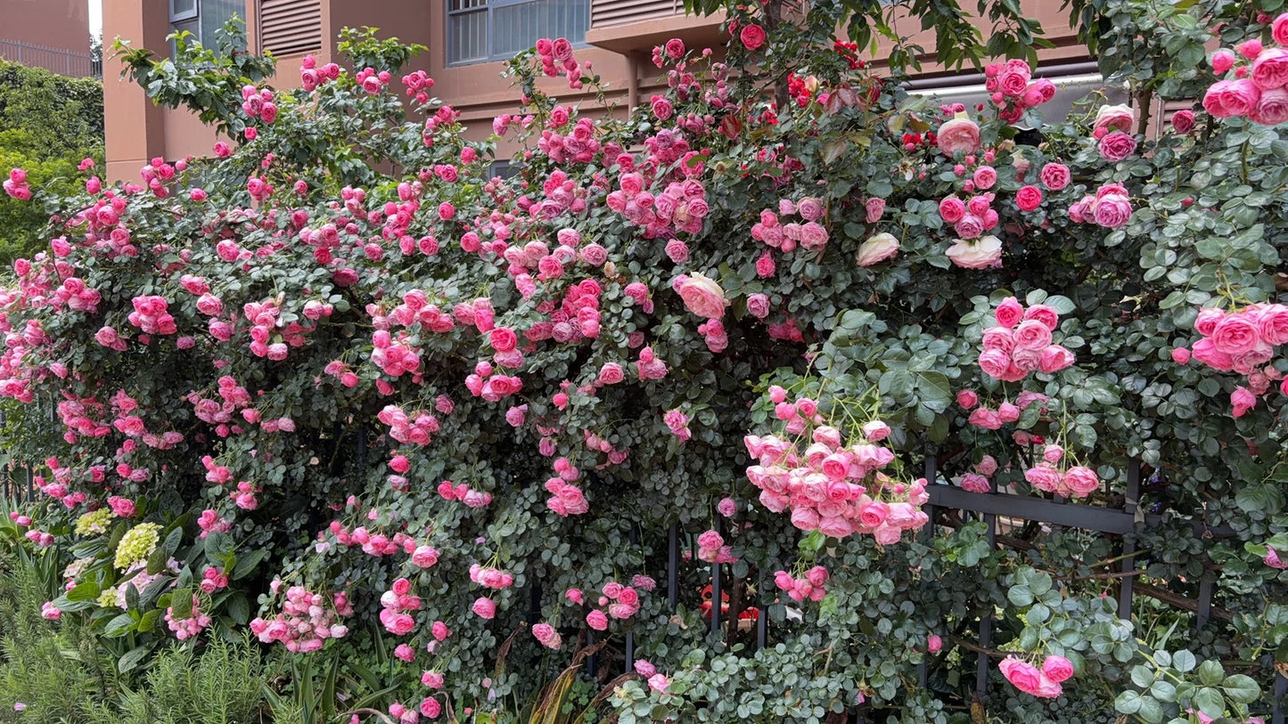 Climbing Rosa ‘Pomponella’ 艾拉绒球