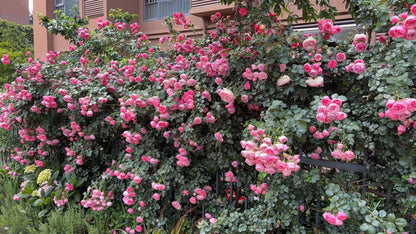 Climbing Rosa ‘Pomponella’ 艾拉绒球