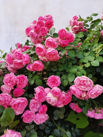 Climbing Rosa ‘Pomponella’ 艾拉绒球