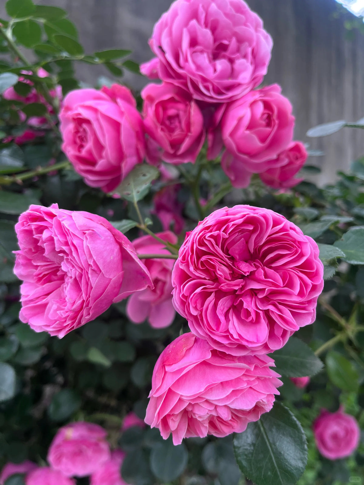 Climbing Rosa ‘Pomponella’ 艾拉绒球