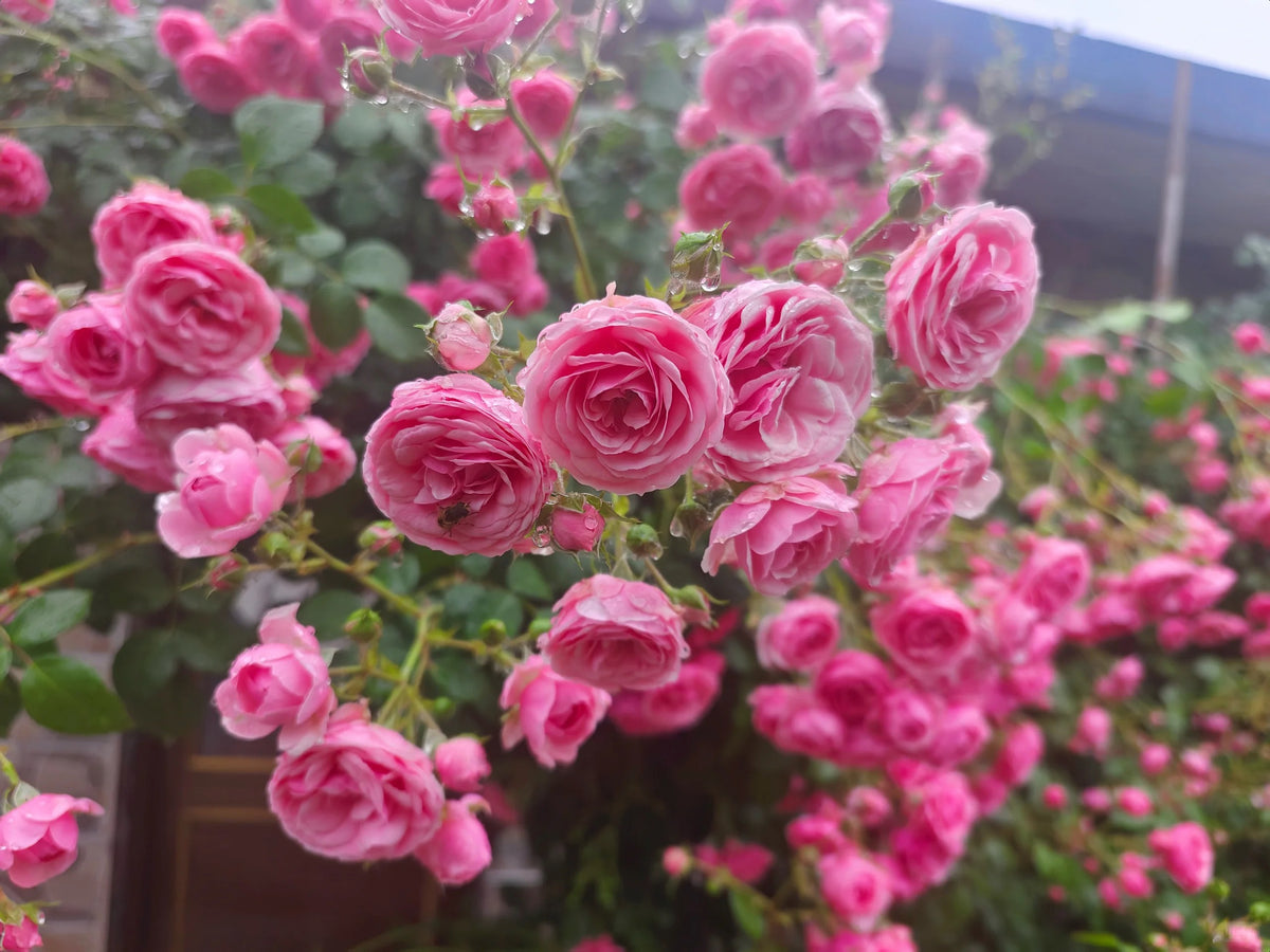 Climbing Rosa ‘Pomponella’ 艾拉绒球
