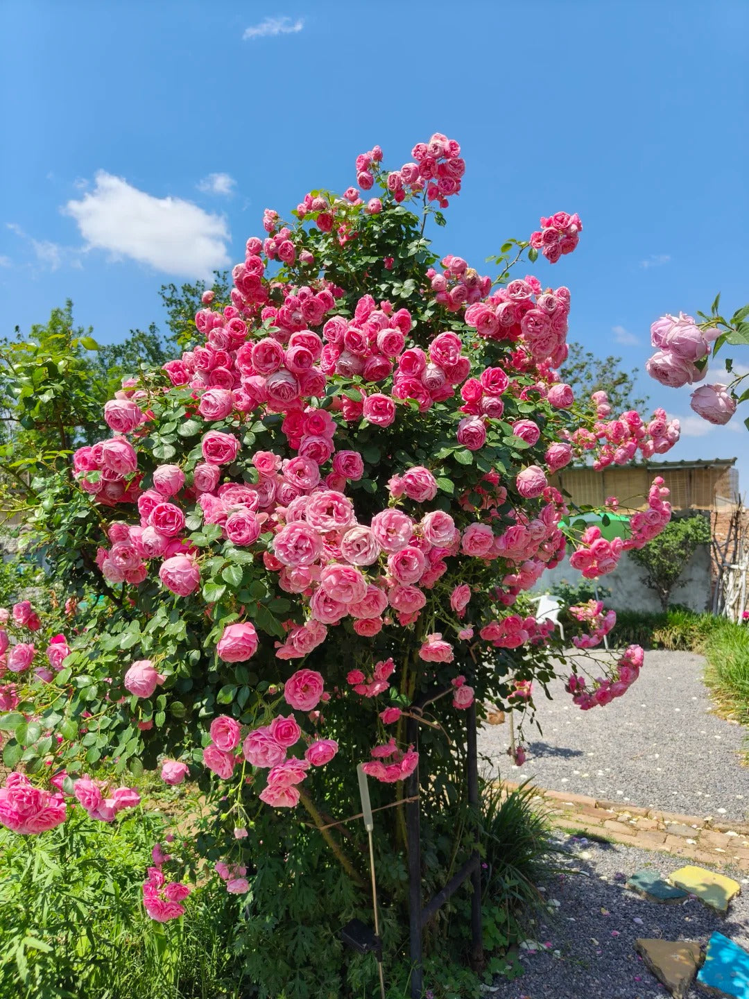 Climbing Rosa ‘Pomponella’ 艾拉绒球