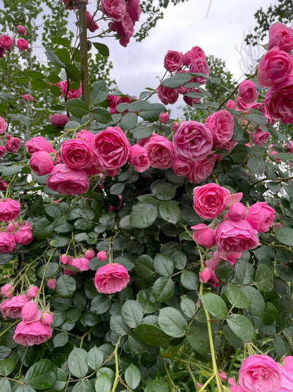 Climbing Rosa ‘Pomponella’ 艾拉绒球