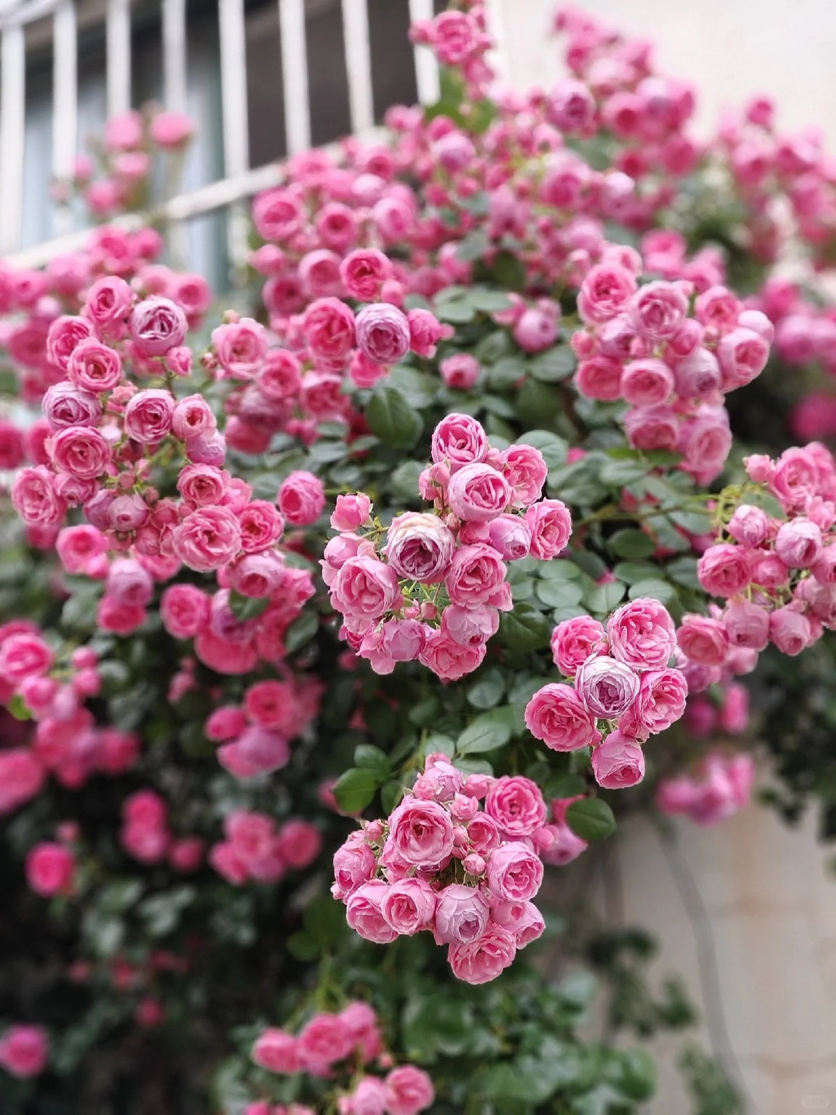 Climbing Rosa ‘Pomponella’ 艾拉绒球