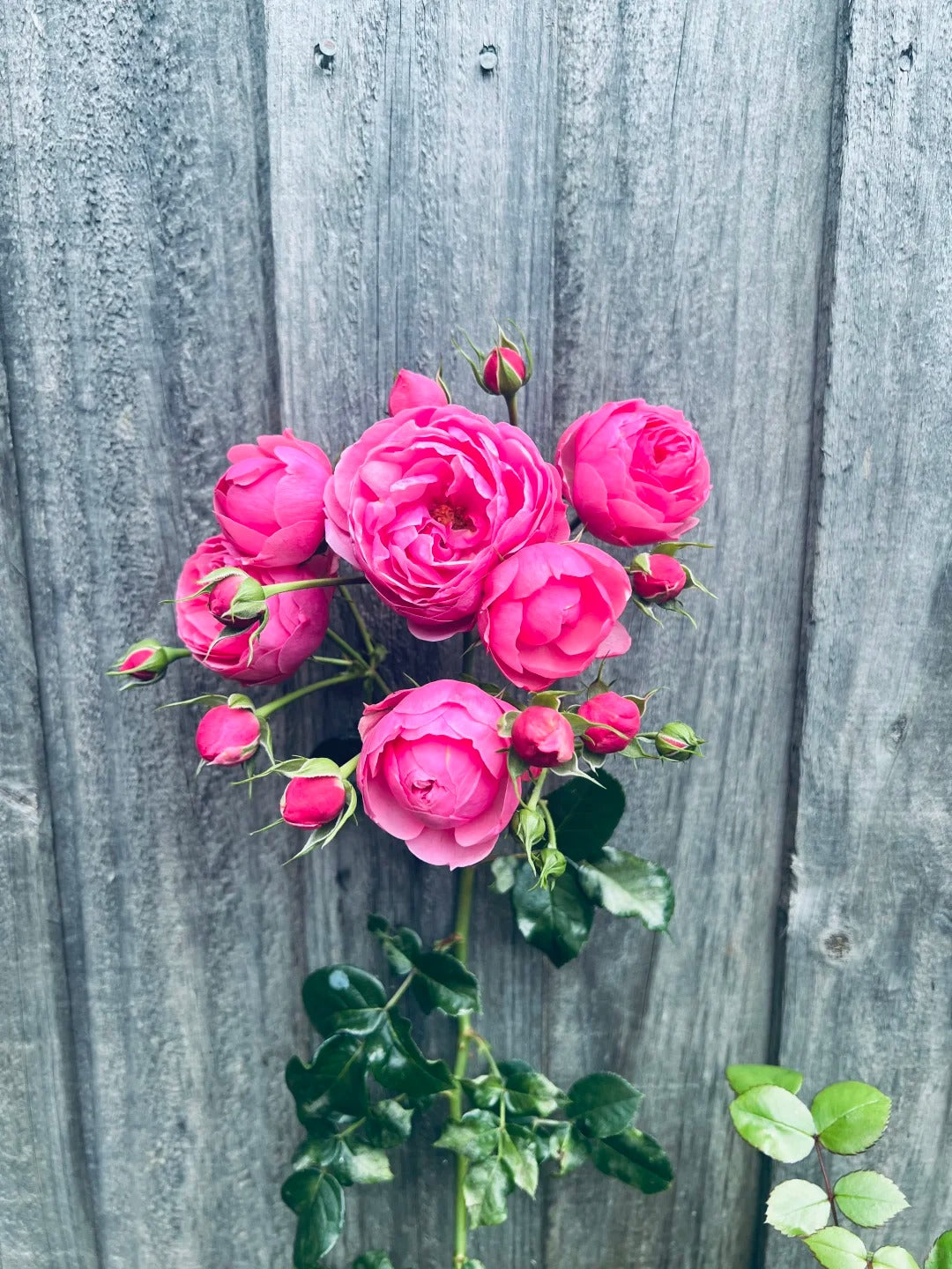 Climbing Rosa ‘Pomponella’ 艾拉绒球