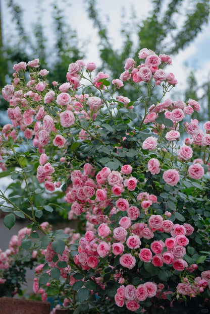 Climbing Rosa ‘Pomponella’ 艾拉绒球