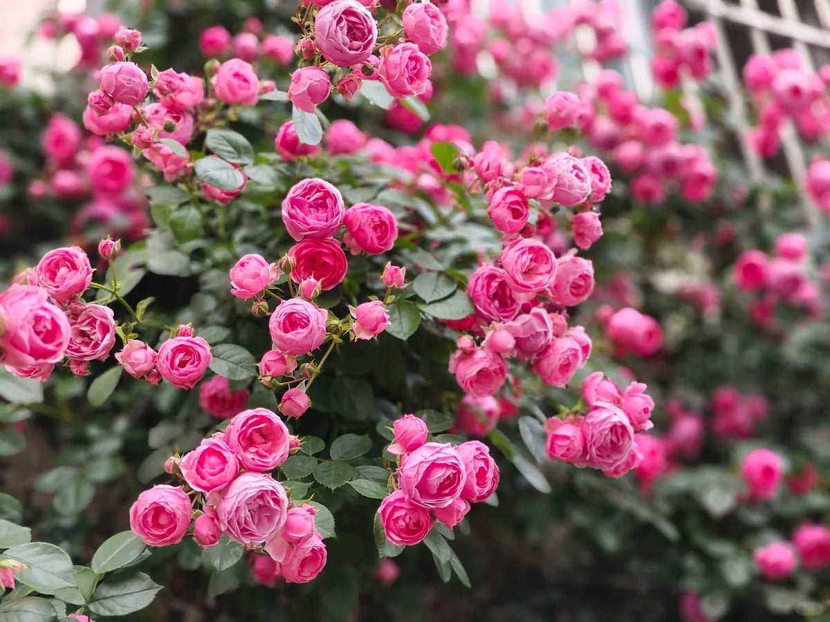 Climbing Rosa ‘Pomponella’ 艾拉绒球