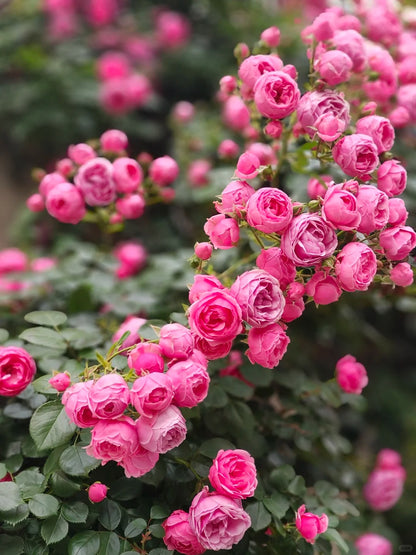 Climbing Rosa ‘Pomponella’ 艾拉绒球