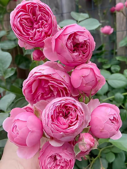 Climbing Rosa ‘Pomponella’ 艾拉绒球