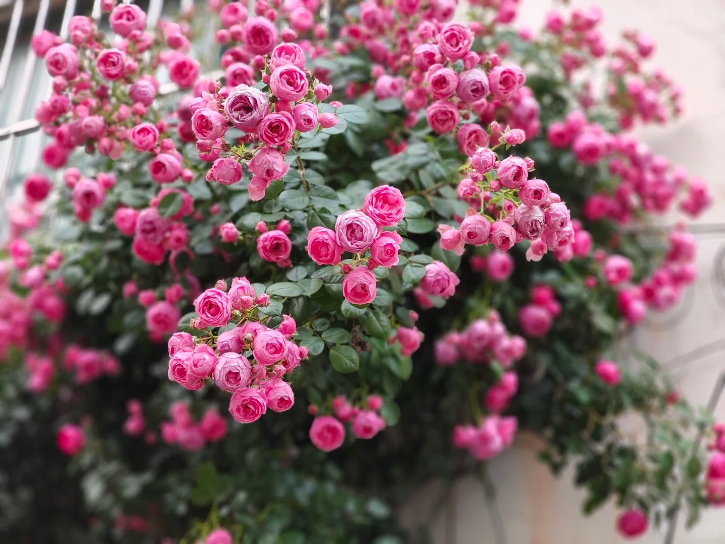 Climbing Rosa ‘Pomponella’ 艾拉绒球