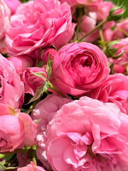 Climbing Rosa ‘Pomponella’ 艾拉绒球