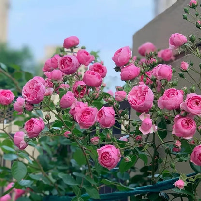 Climbing Rosa ‘Pomponella’ 艾拉绒球