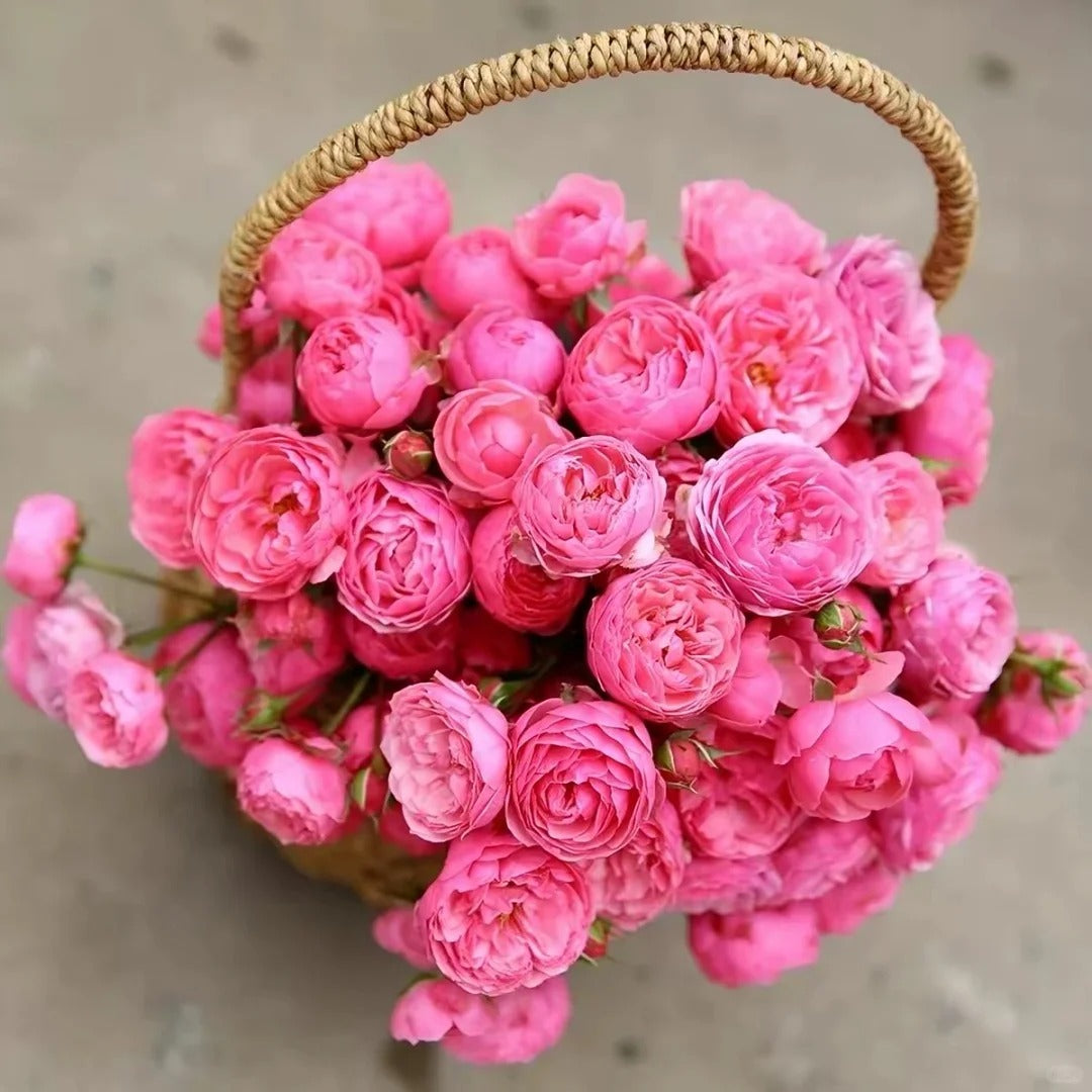 Climbing Rosa ‘Pomponella’ 艾拉绒球
