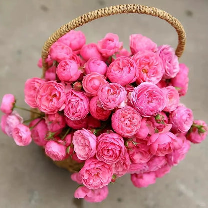 Climbing Rosa ‘Pomponella’ 艾拉绒球