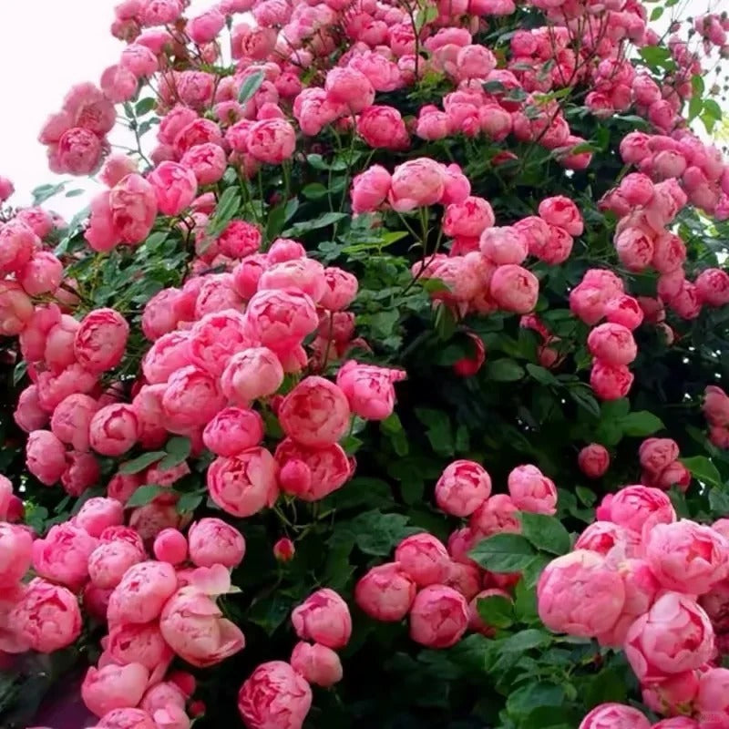 Climbing Rosa ‘Pomponella’ 艾拉绒球