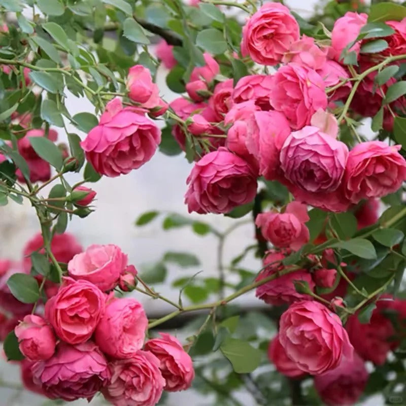 Climbing Rosa ‘Pomponella’ 艾拉绒球