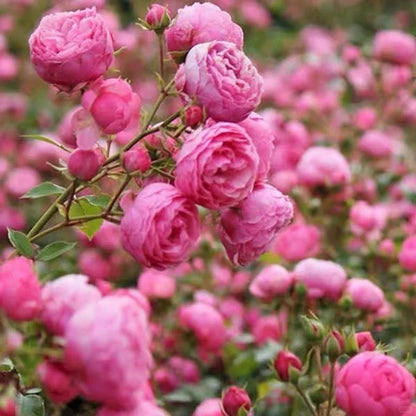 Climbing Rosa ‘Pomponella’ 艾拉绒球