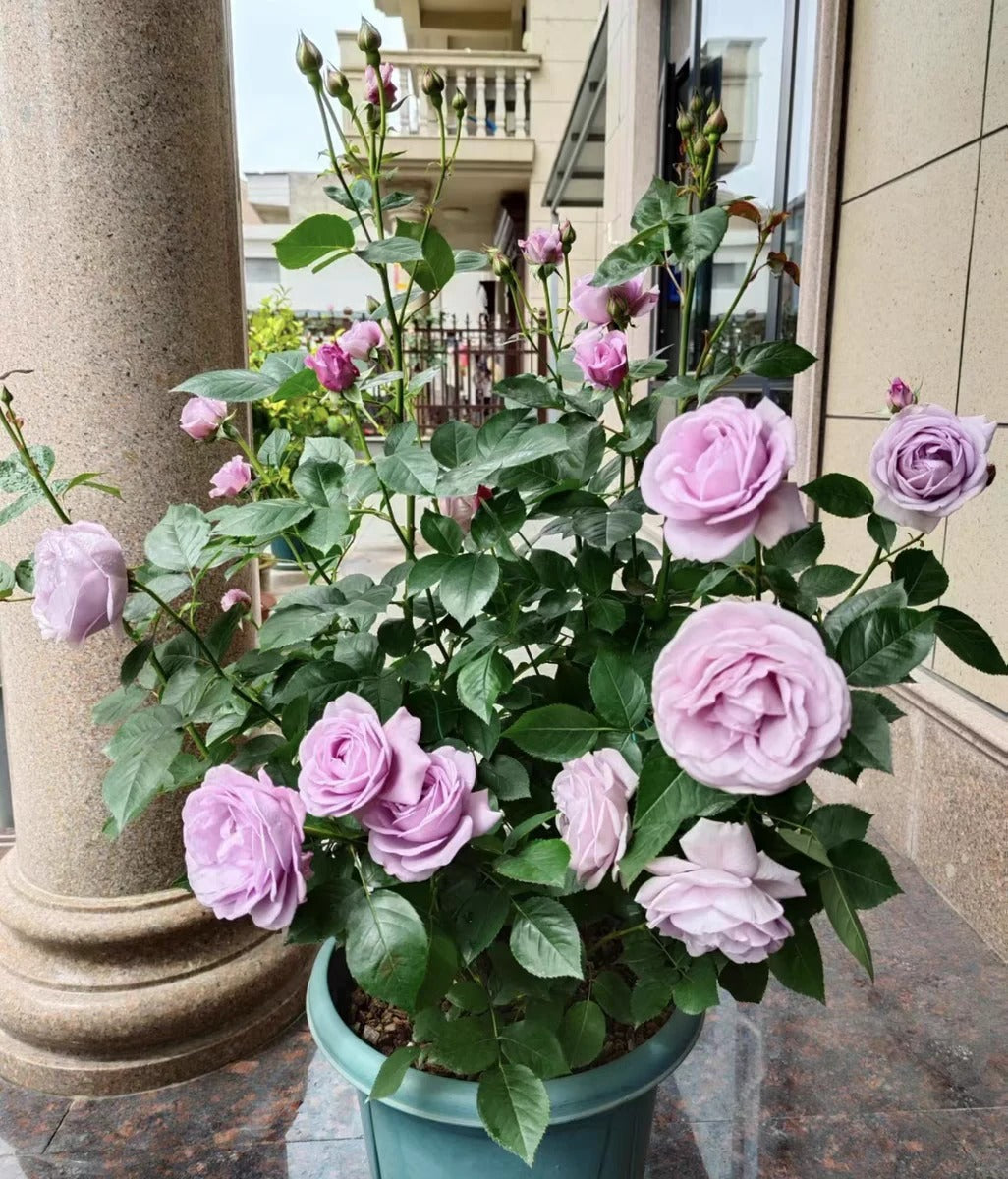 Climbing Rose   ’ Rainy Blue | レイニー·ブルー|  蓝色阴雨 ‘