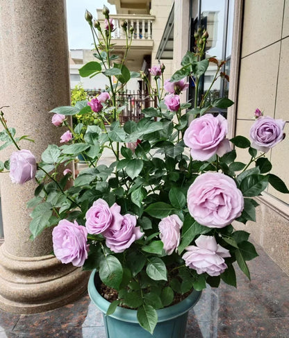 Climbing Rose   ’ Rainy Blue | レイニー·ブルー|  蓝色阴雨 ‘