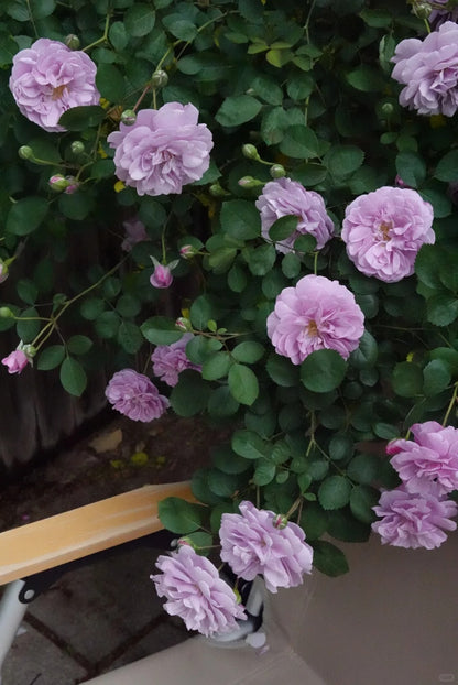 Climbing Rose   ’ Rainy Blue | レイニー·ブルー|  蓝色阴雨 ‘
