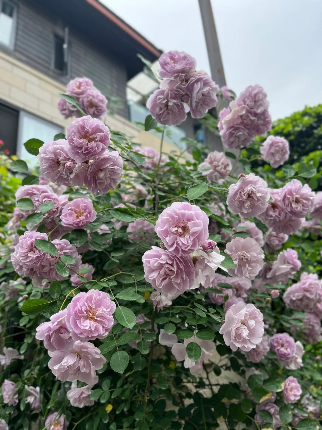 Climbing Rose   ’ Rainy Blue | レイニー·ブルー|  蓝色阴雨 ‘