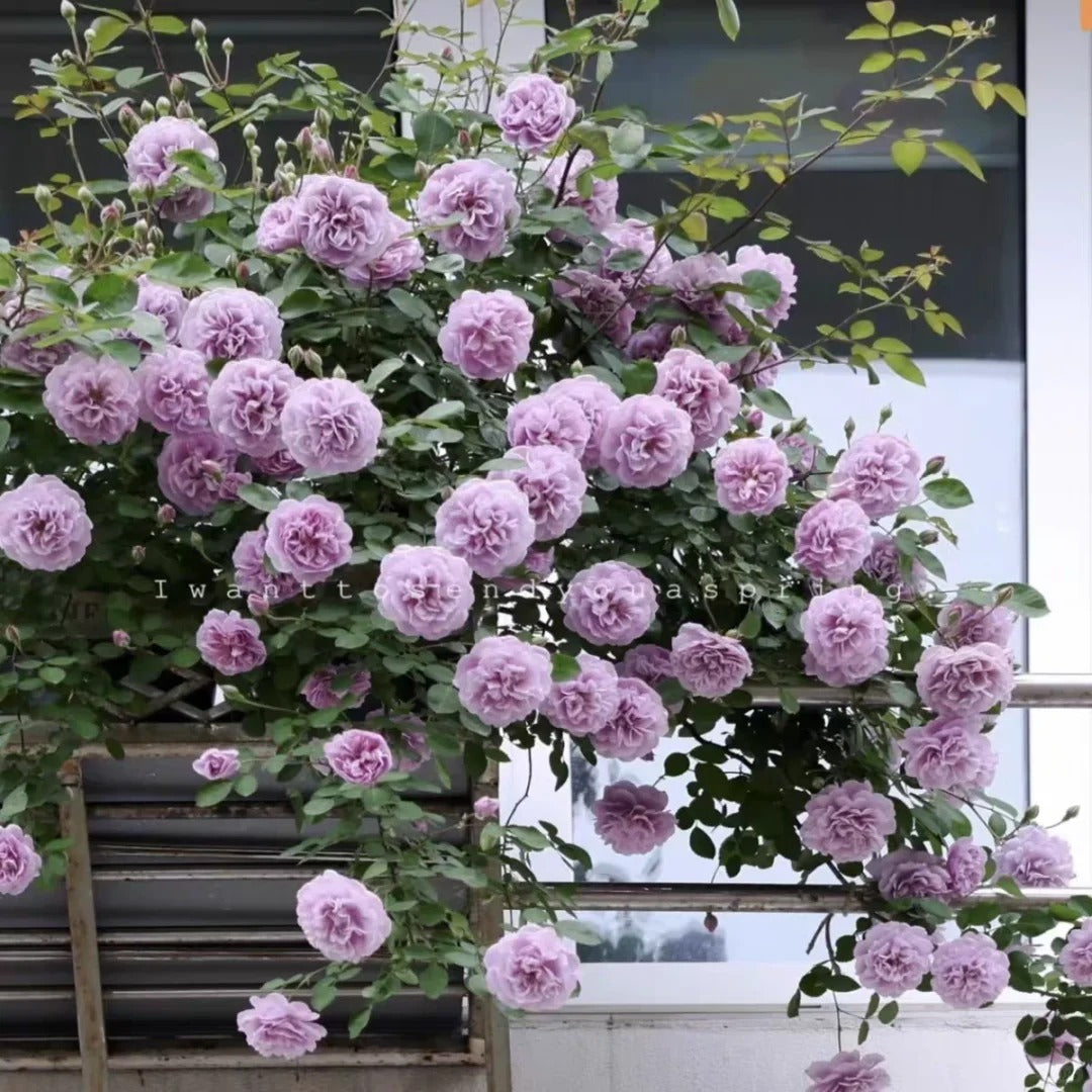 Climbing Rose ' Rainy Blue | レイニー·ブルー| 蓝色阴雨 ' – Kisaki