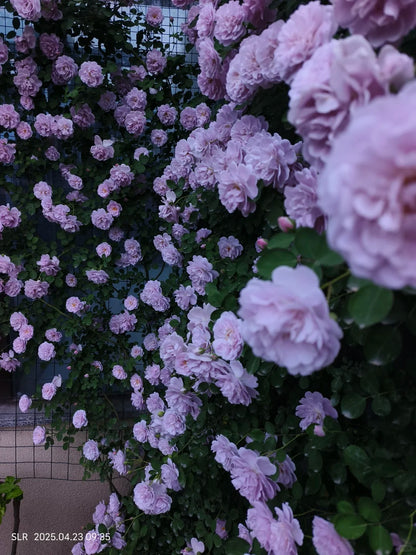 Climbing Rose   ’ Rainy Blue | レイニー·ブルー|  蓝色阴雨 ‘