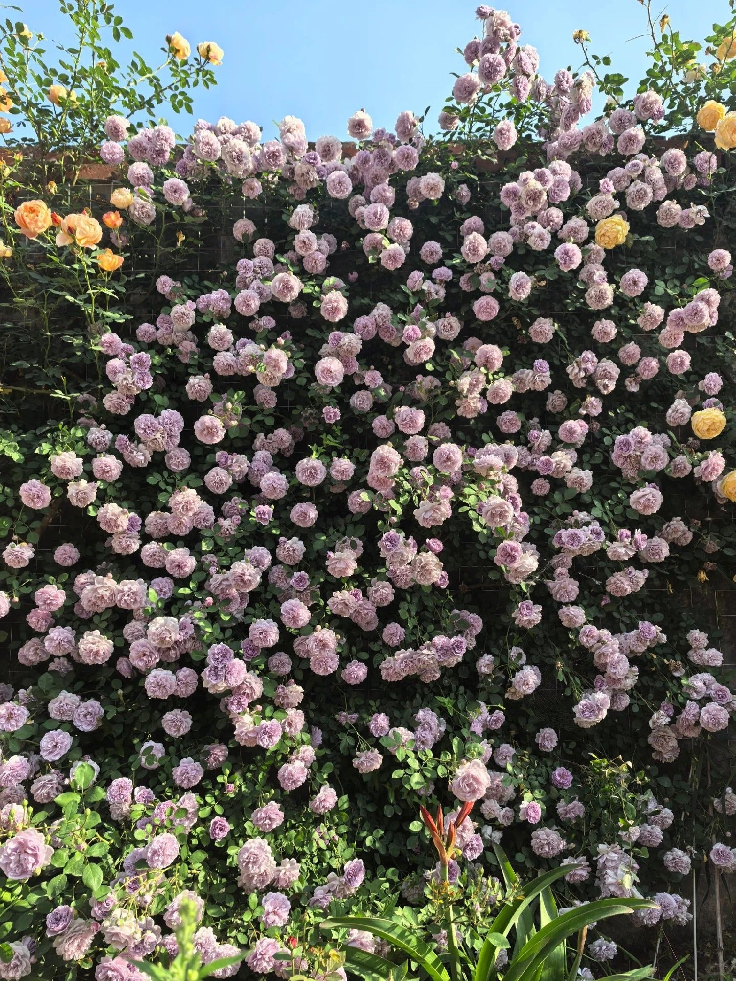 Climbing Rose   ’ Rainy Blue | レイニー·ブルー|  蓝色阴雨 ‘