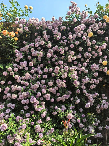 Climbing Rose   ’ Rainy Blue | レイニー·ブルー|  蓝色阴雨 ‘