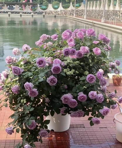 Climbing Rose   ’ Rainy Blue | レイニー·ブルー|  蓝色阴雨 ‘