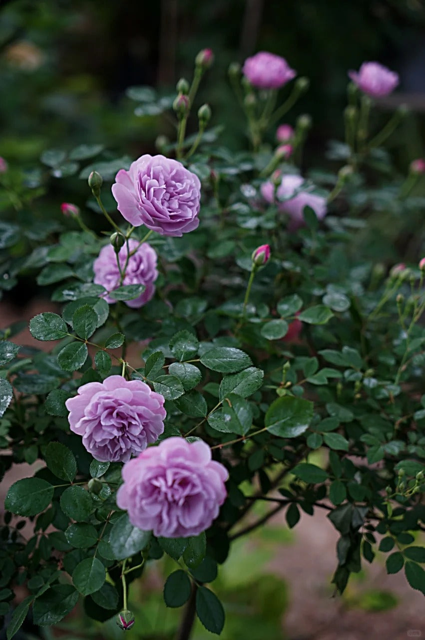 Climbing Rose   ’ Rainy Blue | レイニー·ブルー|  蓝色阴雨 ‘