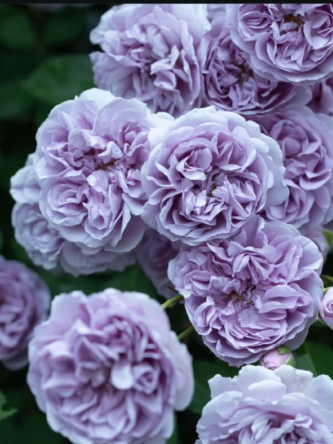 Climbing Rose   ’ Rainy Blue | レイニー·ブルー|  蓝色阴雨 ‘