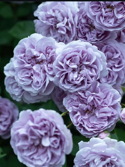 Climbing Rose   ’ Rainy Blue | レイニー·ブルー|  蓝色阴雨 ‘