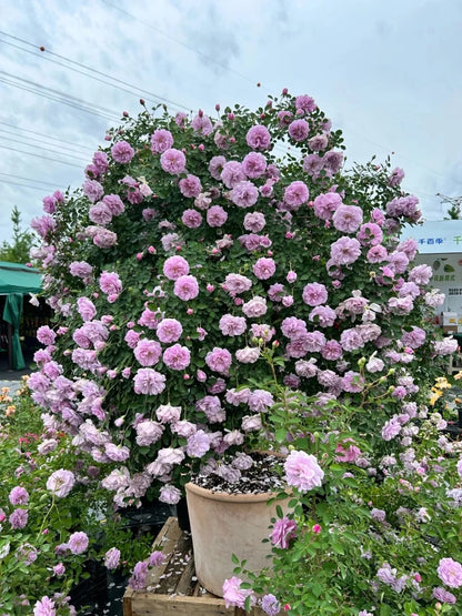 Climbing Rose   ’ Rainy Blue | レイニー·ブルー|  蓝色阴雨 ‘