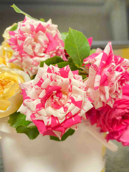 Rose 'Flash Dance' 闪电舞