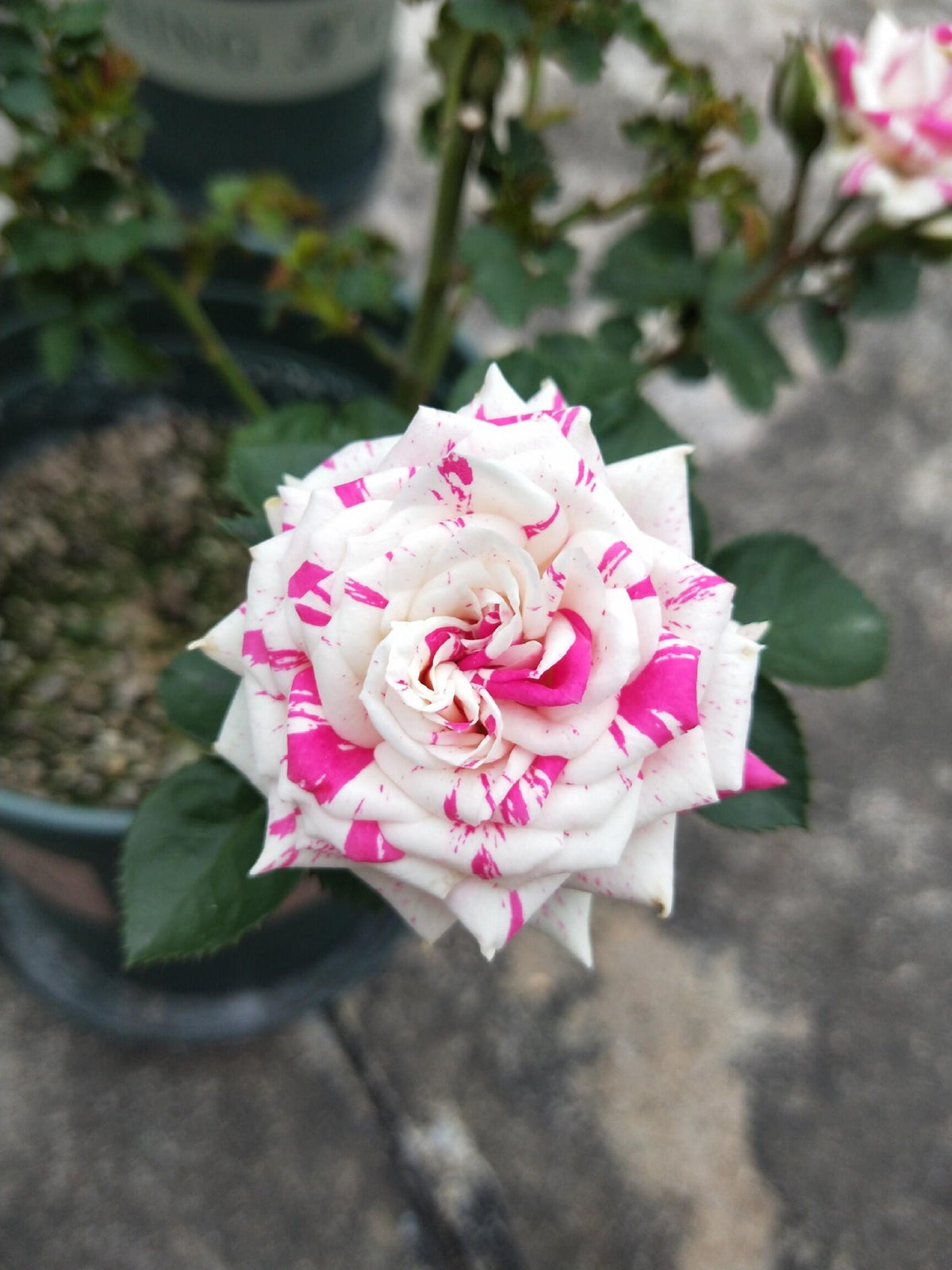 Rose 'Flash Dance' 闪电舞
